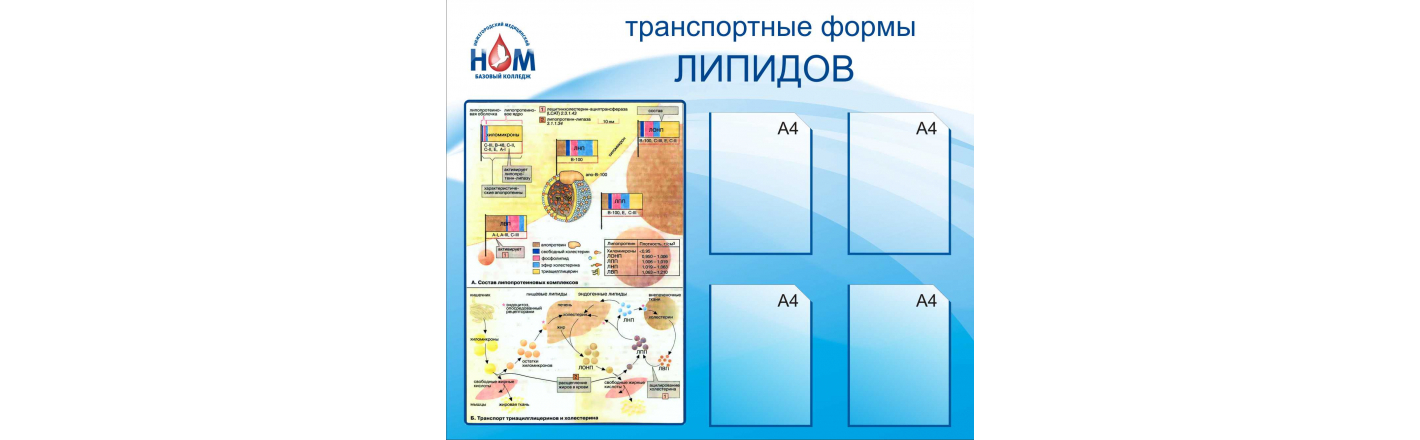 Какие бактерии живут на наших руках