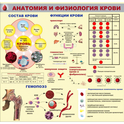 065_1450х1400 - анатомия и физиология крови