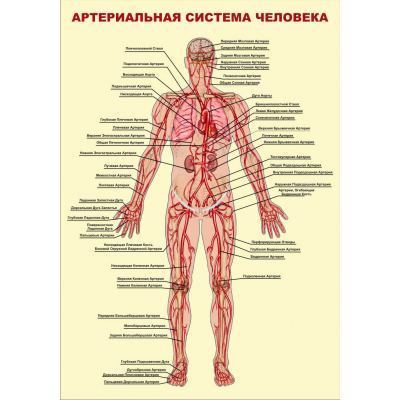 069_700х1000 - артериальная система человека