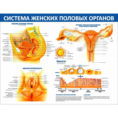 079_1300х1000 - система женских половых органов