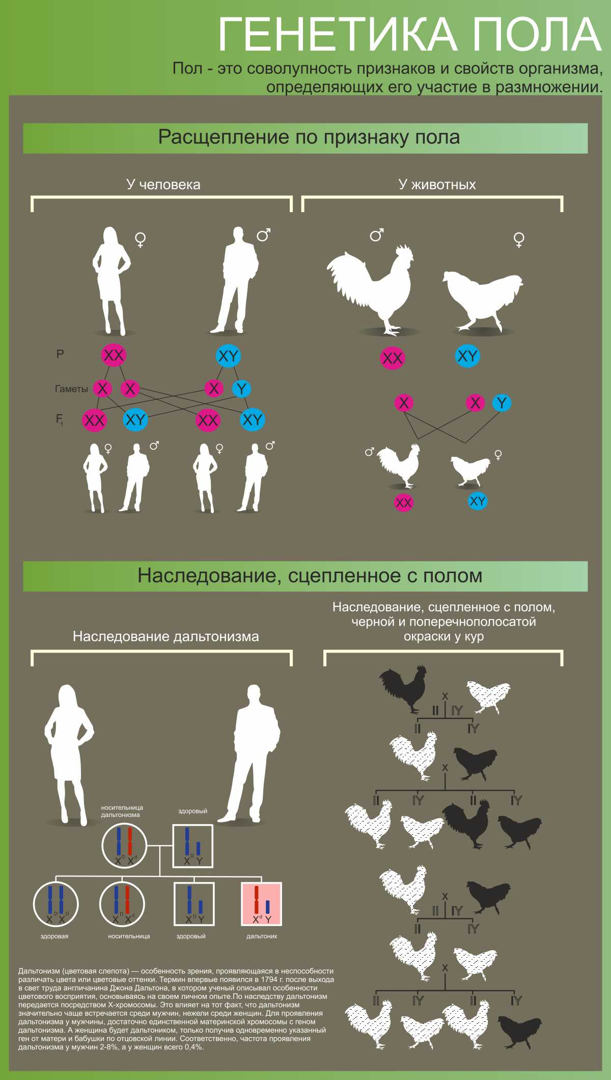 Ген пола. Генетика. Генетика стенд. Стенд генетика пола. Стенды по биологии генетика пола.