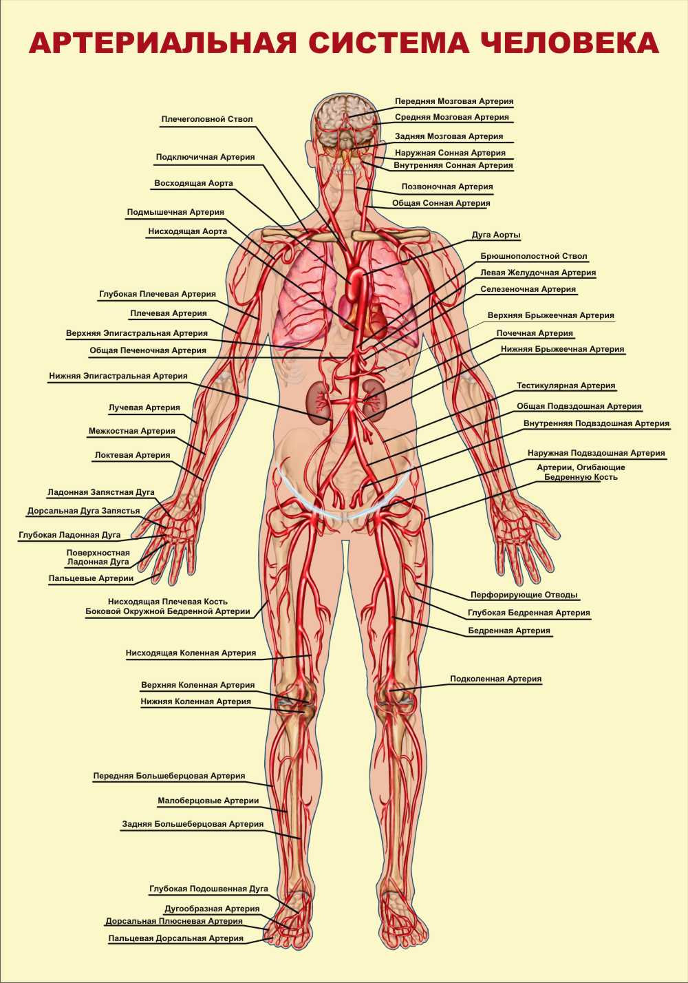 Артериальная система человека схема