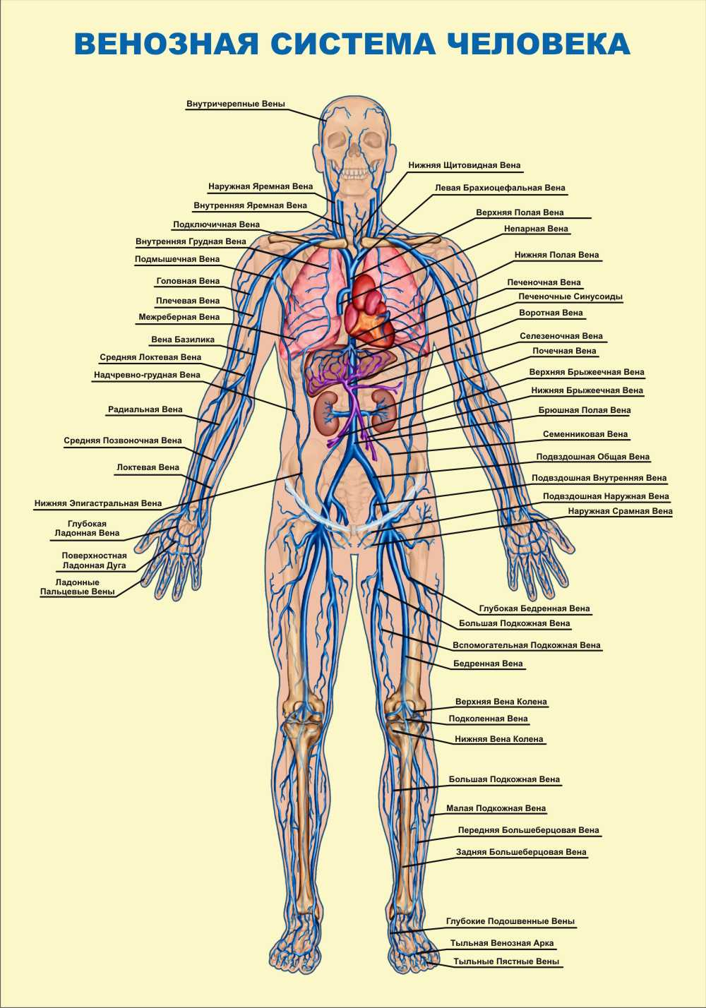 Венозная система человека