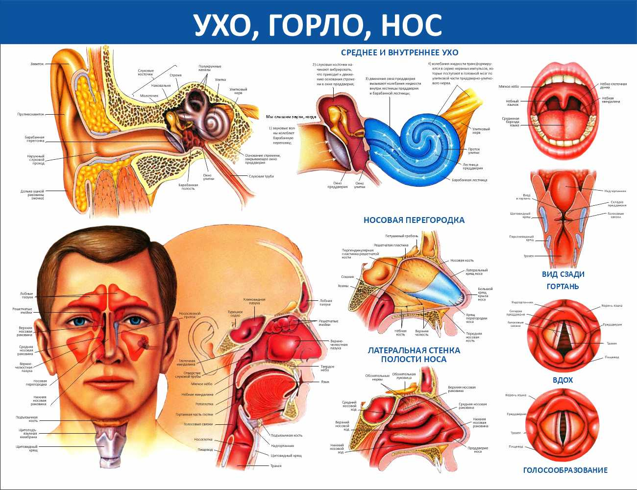 Ухо, горло, нос