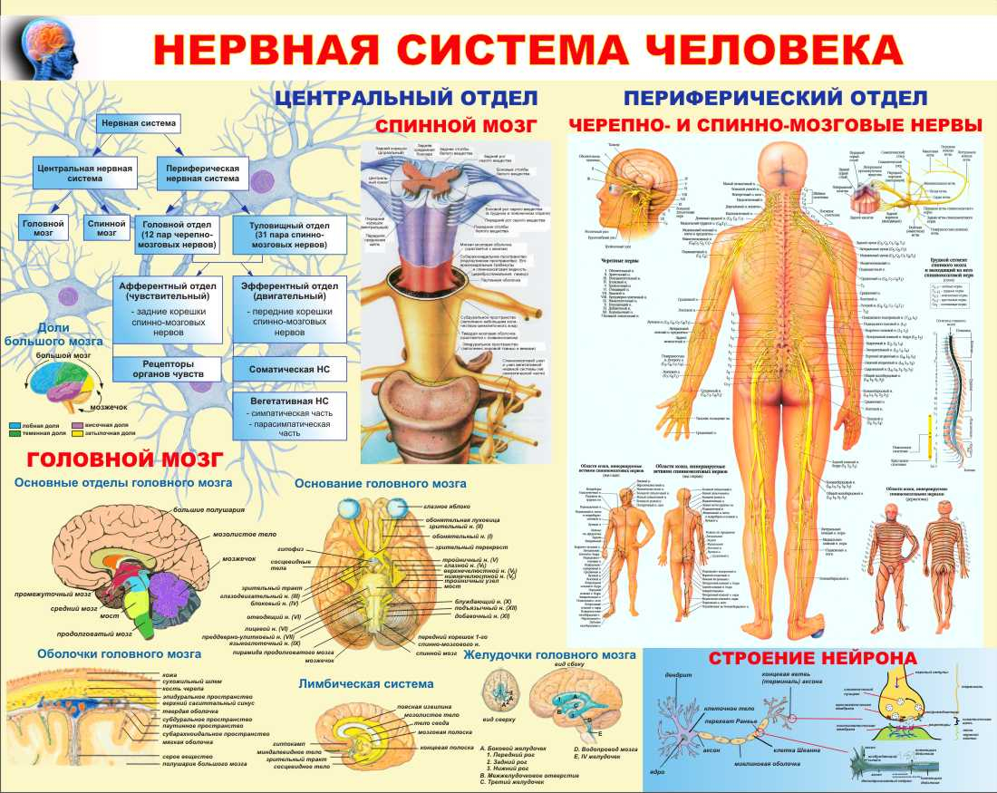 Седалайн. Человек у стенда. Информационный стенд уличный.