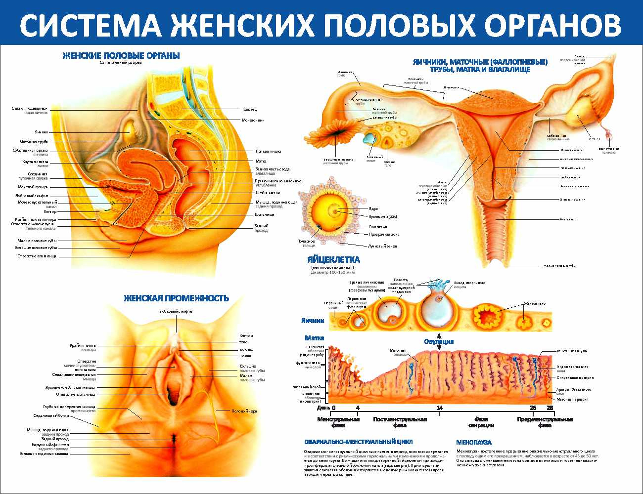 Особенности женской половой системы. Органы женской половой системы. Анатомия женской половой системы. Анатомия женского полового органа. Схема женской репродуктивной системы.