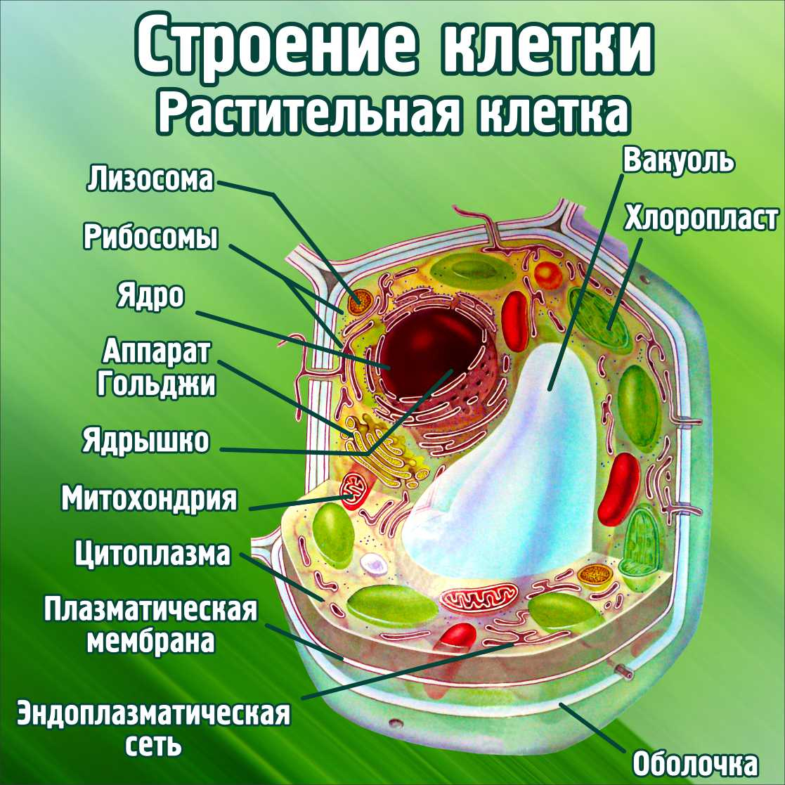 ядро раст клетки строение фото 3