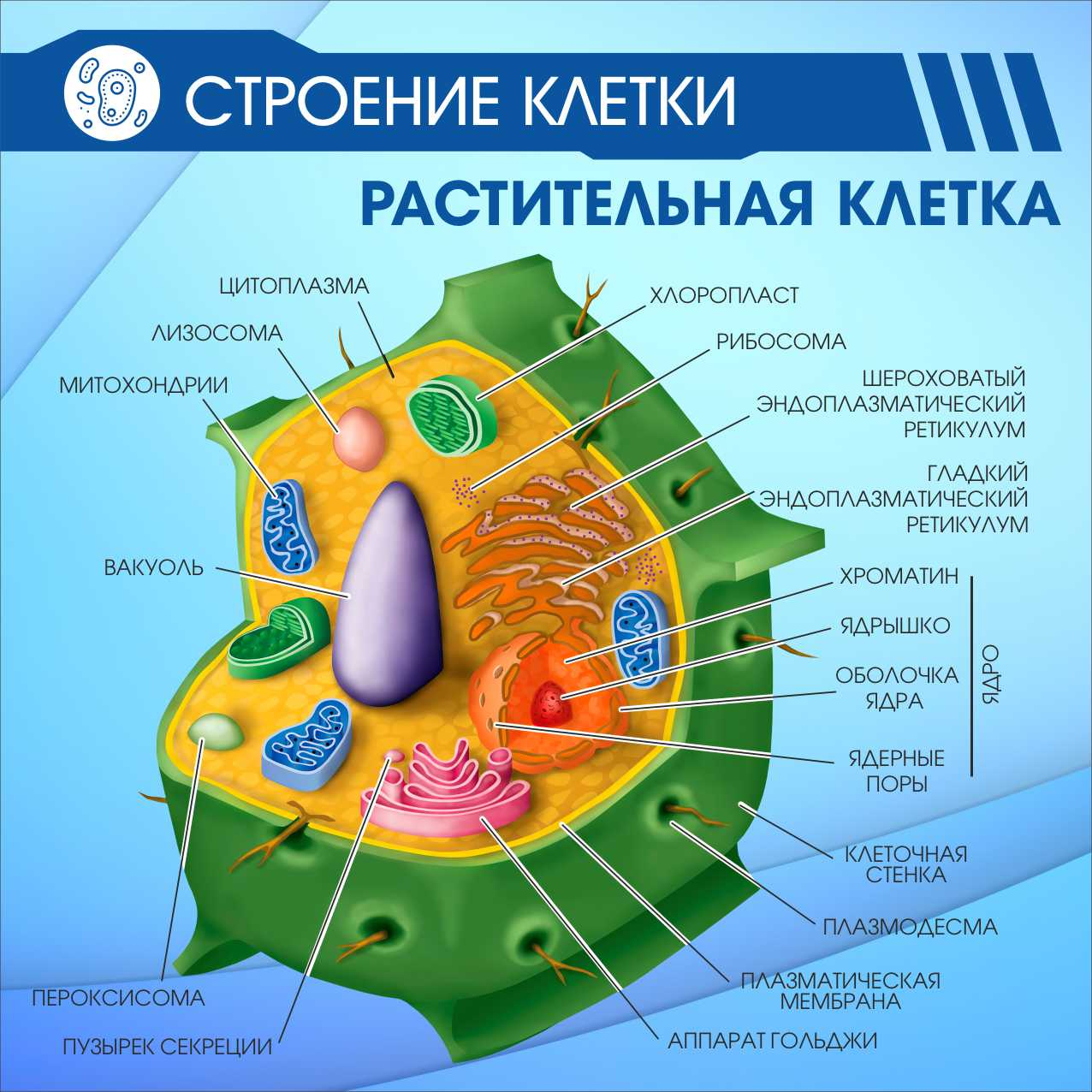 Строение клетки Растительная клетка