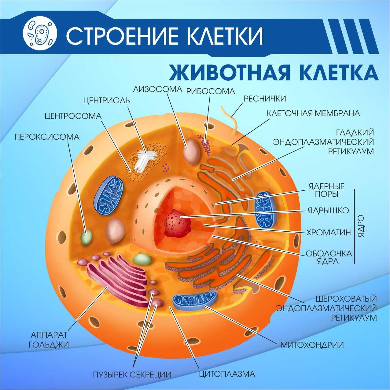 Строение клетки Животная клетка купить