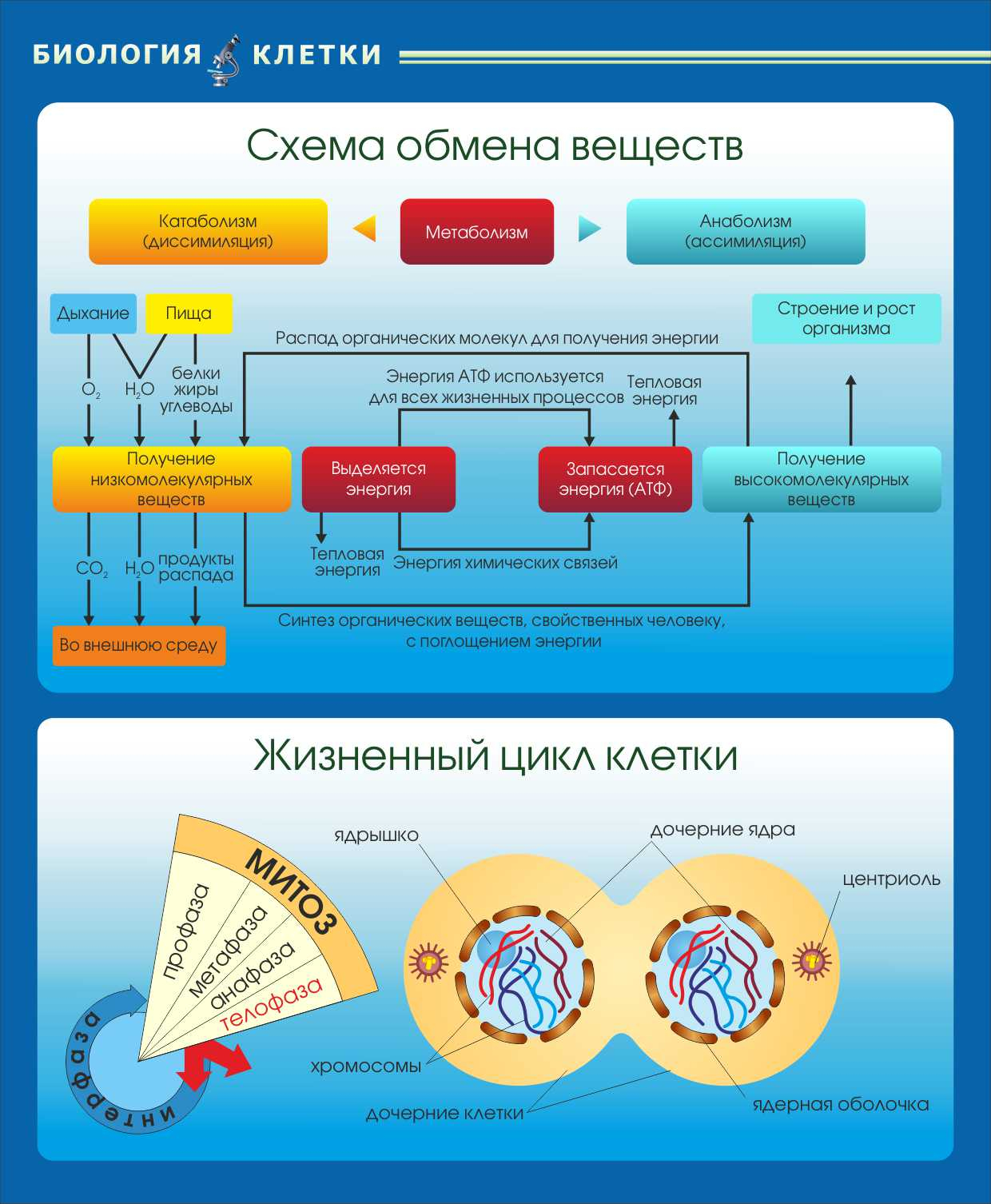 Схема обмена веществ Жизненный цикл клетки