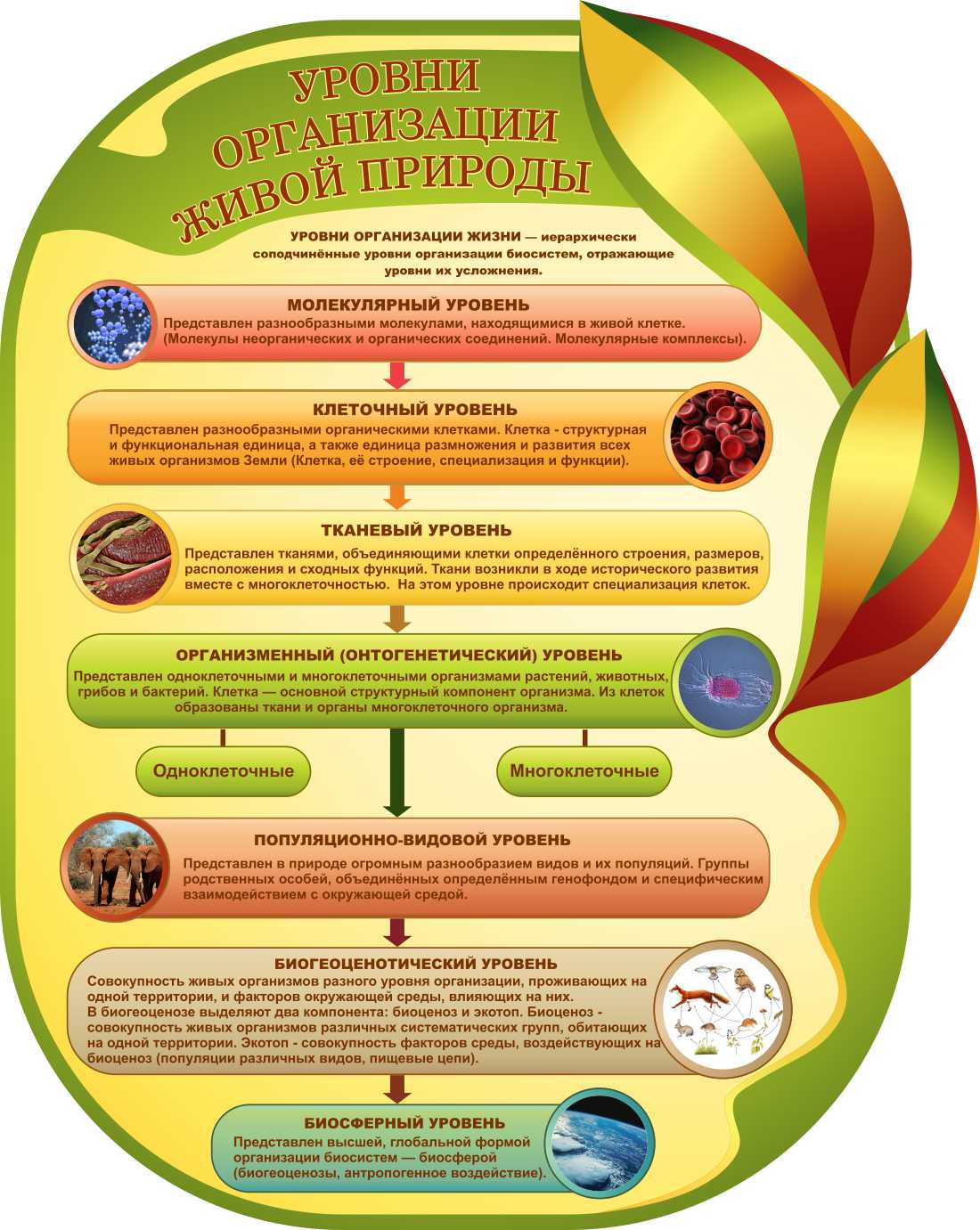 Уровни организации живой природы