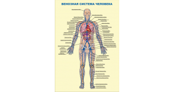 Медицинские стенды анатомия человека: шаблоны, примеры, оформления, макеты, дизайн